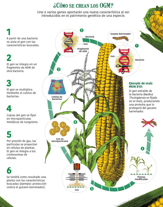 Como se crea un OGM